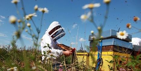 Loi sur la biodiversité : la France bannit les pesticides tueurs d’abeilles | GREENEYES | Scoop.it
