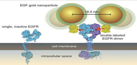 Nanoparticles reveal mechanisms of cancer cell growth in whole cells | 21st Century Innovative Technologies and Developments as also discoveries, curiosity ( insolite)... | Scoop.it
