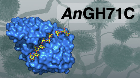 Structural and biochemical basis for activity of Aspergillus nidulans α-1,3-glucanases from glycoside hydrolase family 71 | ComB | RMH | Scoop.it