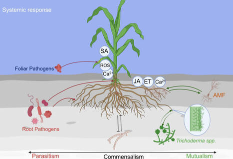 Pathogenesis versus symbiosis: a dual perspective on plant&ndash;microbe interactions | Plant-Microbe Symbiosis | Scoop.it