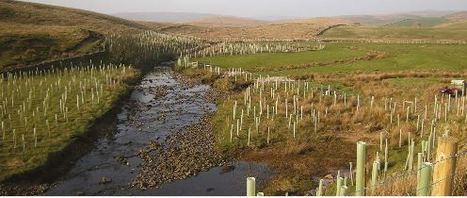 Des arbres pour réduire les inondations, l’érosion et la lixiviation de nitrates | Les Colocs du jardin | Scoop.it