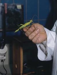 Découvrez le métier d’entomologiste au Muséum d’histoire naturelle | Variétés entomologiques | Scoop.it