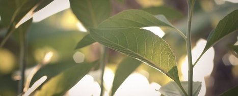 New artificial material mimics photosynthesis to create clean, self-sustaining energy source | Rainforest CLASSROOM | Scoop.it