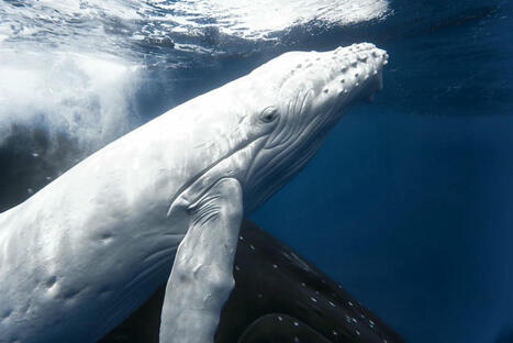 Jersey photographer’s ‘breathtaking’ swim with white whale calf | Soggy Science | Scoop.it