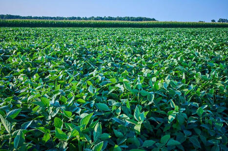 Report: Indiana Farmers Have Lost Over $600M in China Trade Dispute - WIBC | Operation Deimos | Scoop.it
