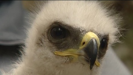 Ardèche : opération réussie pour le baguage d'un jeune aigle de Bonelli   | Biodiversité | Scoop.it