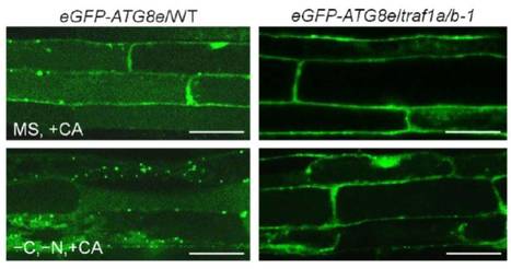 IN BRIEF: Family Chores: TRAF-Family Proteins Help Recycle Cellular Rubbish by Regulating Autophagy Dynamics | The Plant Cell | Scoop.it