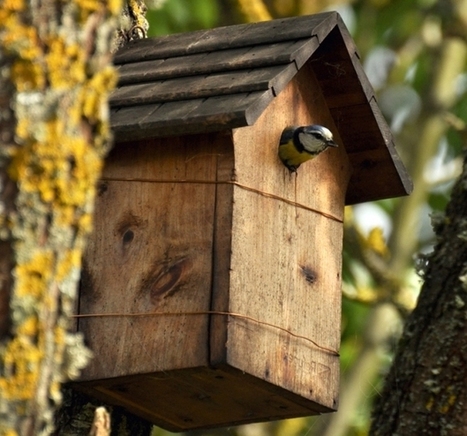 France Bleu | Participez &agrave; l&rsquo;enqu&ecirc;te de la Ligue de Protection des Oiseaux "Devine qui vient nicher chez moi ?" | Nature en ville | Scoop.it