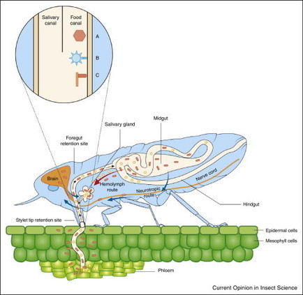 Current Opinion in Insect Science: Disruption o...