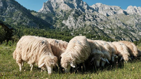 Record number of ALBANIAN farmers scramble for government subsidies | CIHEAM Press Review | Scoop.it