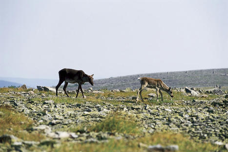 Protection du caribou | « Le temps presse » | Ils parlent de nous ! | Scoop.it