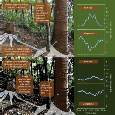 Les arbres ont une &laquo;&nbsp;conscience de soi&nbsp;&raquo; et une sensibilit&eacute; | EntomoScience | Scoop.it