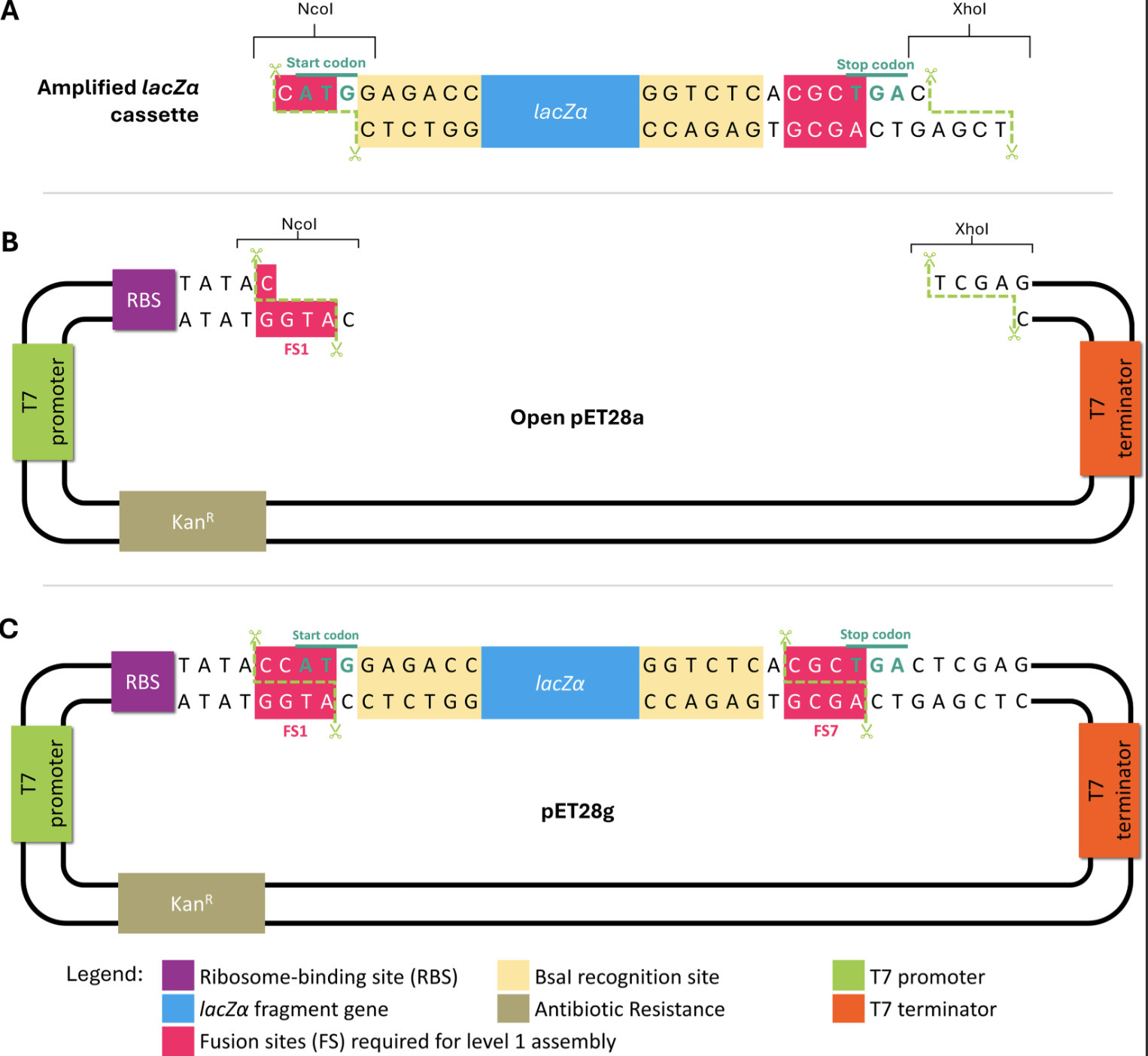 pET28g: A Golden Gate-compatible pET vector for...