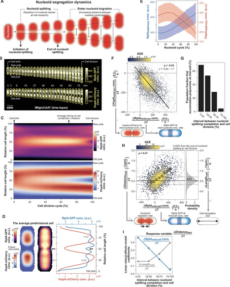 Nonequilibrium polysome dynamics promote chromosome segregation and its coupling to cell growth in Escherichia coli | eLife | RMH | Scoop.it