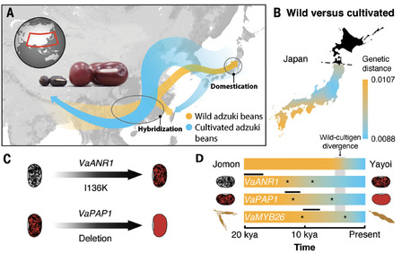 A single domestication origin of adzuki bean in Japan and the evolution of domestication genes | Plant Sciences | Scoop.it