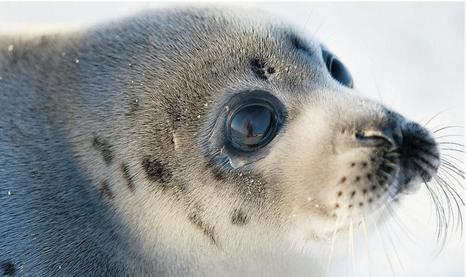 Seal pup deaths explode as ice disappears - Climate Change Claims More Victims | CLIMATE CHANGE WILL IMPACT US ALL | Scoop.it