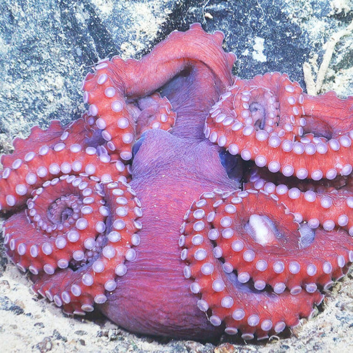 &lsquo;I expected life. But not this&rsquo;: Experts are uncovering a trove of very strange creatures hiding under Antarctica | Science & Technology Report - Changing Our World | Scoop.it