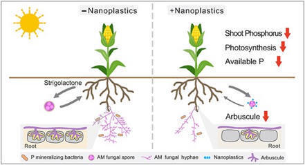 Nanoplastics interfere with plant-mycorrhizal communication and limit plant growth | The ISME Journal | Oxford Academic | Plant-Microbe Symbiosis | Scoop.it
