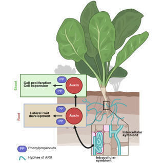 Endophytic mycobiont provides growth benefits via a phenylpropanoid-auxin axis in host plants  | Plant-Microbe Symbiosis | Scoop.it