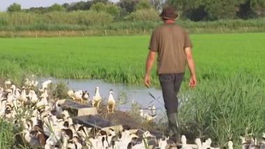 Agriculture intelligente : des canards pour remplacer les pesticides | Les Colocs du jardin | Scoop.it