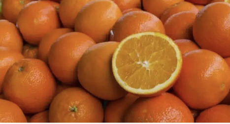 TUNISIE: Maltaise tunisienne : cette vari&eacute;t&eacute; d&rsquo;agrumes embl&eacute;matique est-elle menac&eacute;e par le climat ? | CIHEAM Press Review | Scoop.it