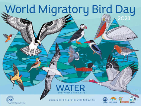 L'importance de l'eau pour les oiseaux migrateurs - Journée Mondiale Des Oiseaux Migrateurs | Biodiversité | Scoop.it