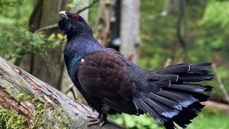 Pyrénées : suspension de la chasse au grand tétras dans les Hautes-Pyrénées - France 3 Midi-Pyrénées | Vallées d'Aure & Louron - Pyrénées | Scoop.it