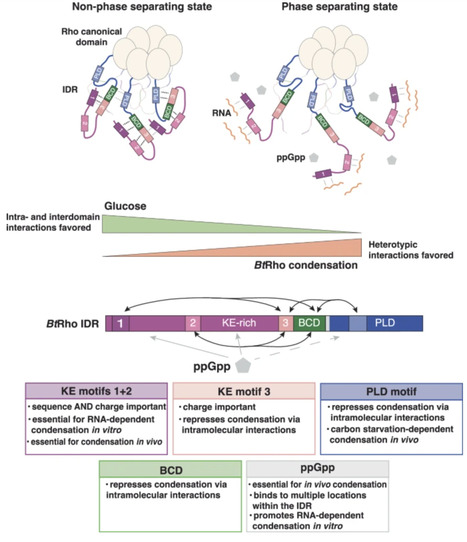 Short autoinhibitory sequences control phase separation of an essential bacterial transcription termination factor | embo | RMH | Scoop.it