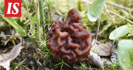 Asiantuntija: N&auml;in korvasieni&auml; on turvallista sy&ouml;d&auml; | 1Uutiset - Lukemisen t&auml;hden | Scoop.it