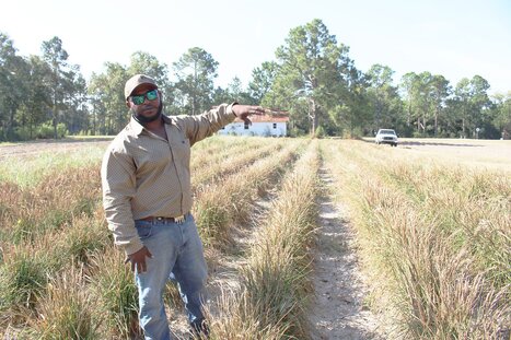 GEORGIA, USA: Pastured Pork and Vegetable Farmer Roy Mosley Moving into Rice Production | SRI Global News ++ June - September 2025    System of Rice Intensification (SRI) | Scoop.it