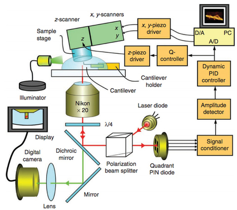 Biomolecular Movie-Making with Atomic Force Microscopy | Amazing Science | Scoop.it