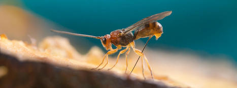 Parasitoid Wasps Use Viruses as Biological Weapons | Amazing Science | Scoop.it