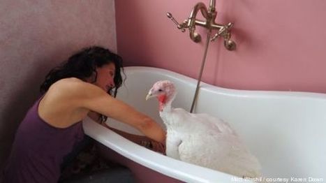 USA. Grâce ou spa, ces dindes américaines qui échappent à la rôtisserie | La Gazette des abattoirs | Scoop.it