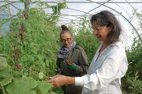 FRANCE : Des légumes gracieusement cultivés pour les plus modestes | CIHEAM Press Review | Scoop.it