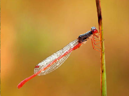 Conférence publique "Les Listes rouges : quels intérêts pour la préservation de la biodiversité en Île-de-France ?" | Biodiversité | Scoop.it