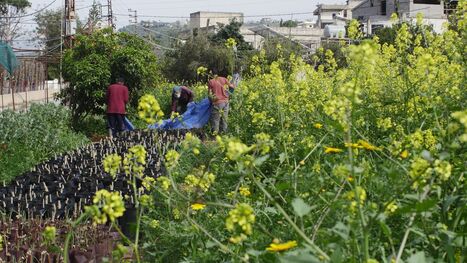 In LIBANO il riscatto dei fiori d'arancio: &laquo;Cos&igrave; resistiamo alla guerra&raquo; | CIHEAM Press Review | Scoop.it
