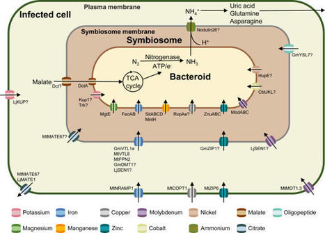 Metal nutrition and transport in the process of symbiotic nitrogen fixation | Plant-Microbe Symbiosis | Scoop.it