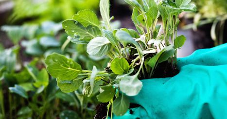 Orto e giardino: dieci fertilizzanti naturali per curarli al meglio - GreenStyle | Orto, Giardino, Frutteto, Piante Innovative e Antiche Varietà | Scoop.it