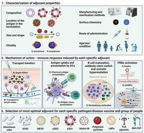 Jorge Huete-Carrasco on LinkedIn: #adjuvant #vaccines | Immunology and Biotherapies | Scoop.it