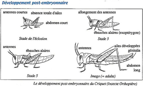 9 - Un TP, un article: La Croisière ça Mue | EntomoScience | Scoop.it