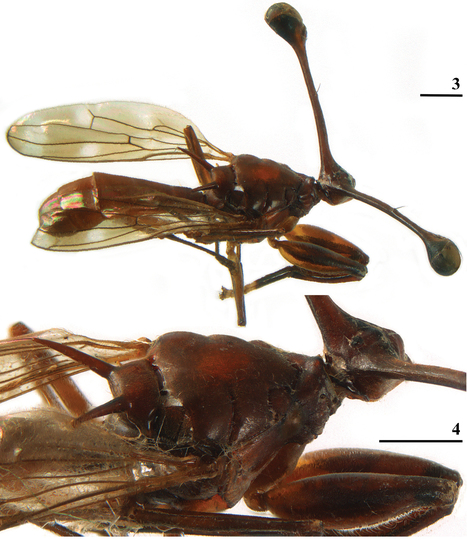 Une nouvelle espèce de mouche aux yeux pédonculés découverte en 2017 dans le massif du Makay à Madagascar vient d'être décrite | EntomoNews | Scoop.it