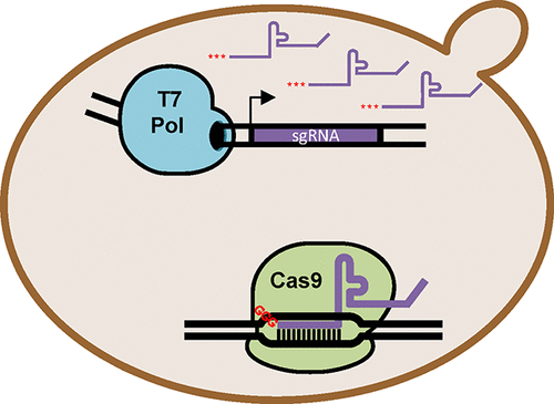 T7 Polymerase Expression of Guide RNAs in vivo Allows Exportable CRISPR-Cas9 Editing in Multiple Yeast Hosts - ACS Synthetic Biology | RMH | Scoop.it