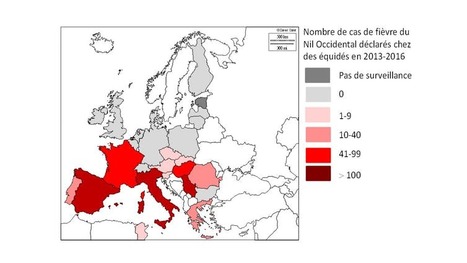 Virus du Nil occidental : avec l’été, peut-il revenir en France ? | EntomoNews | Scoop.it