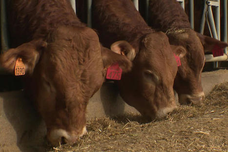 Guerre en Ukraine : les exportateurs de vaches limousines en difficulté | Actualité Bétail | Scoop.it