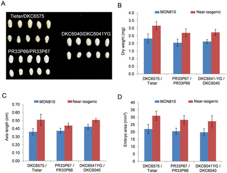 The Use of Massive Sequencing to Detect Differences between Immature Embryos of MON810 and a Comparable Non-GM Maize Variety | SEED-DREAM Lab info | Scoop.it