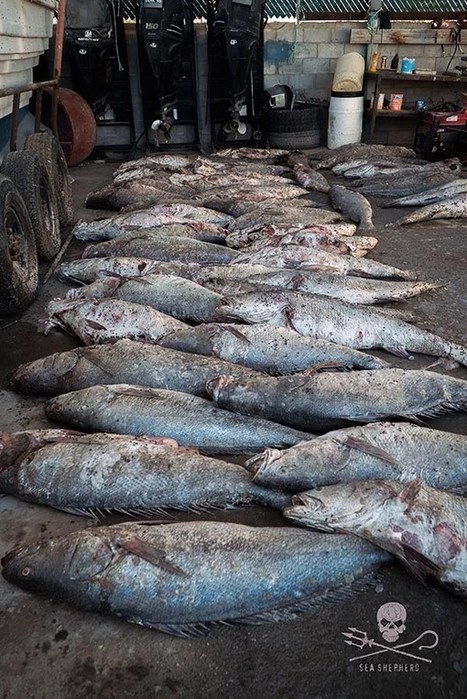 Opération Milagro III : 66 totoabas trouvés morts dans un seul filet ; un bébé vaquita mort s’échoue sur le rivage - Sea Shepherd FR | Biodiversité - @ZEHUB on Twitter | Scoop.it
