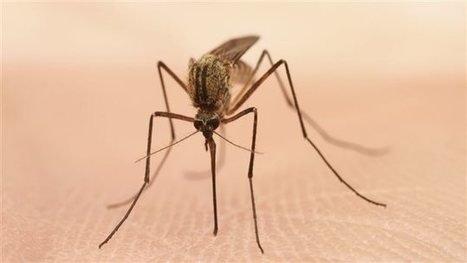 Canada. Des moustiques porteurs du virus du Nil occidental à Mississauga (Ontario) | EntomoNews | Scoop.it