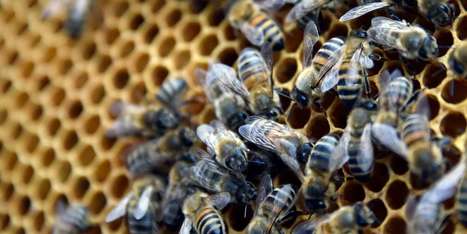« Les industriels français butinent aux quatre coins de la planète pour remplir leurs pots de miel » | Variétés entomologiques | Scoop.it