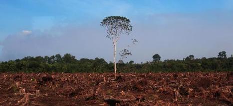 What's Driving Deforestation? | Sustainability Science | Scoop.it