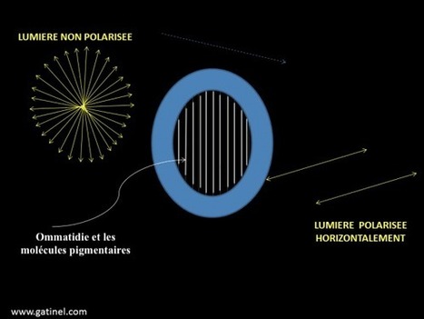 Vision des insectes - partie 3 : récepteurs physiologiques, couleurs et polarisation | EntomoScience | Scoop.it